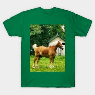 Horses - Palomino in Pasture T-Shirt